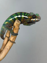 Load image into Gallery viewer, AMILOBE Panther Chameleon: (E16)
