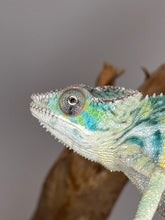 Load image into Gallery viewer, AMBILOBE Panther Chameleon: (E5)
