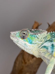 AMBILOBE Panther Chameleon: (E5)