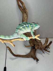 SAMBAVA Panther Chameleon: (E19)