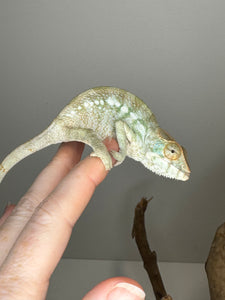 NOSY BE FEMALE Panther Chameleon: 🚺 (S7)