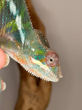 Load image into Gallery viewer, AMBILOBE Panther Chameleon: (E11)
