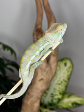 Load image into Gallery viewer, AMBANJA FEMALE Panther Chameleon: Neon Nights x Tango (S20)
