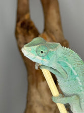 Load image into Gallery viewer, NOSY BE Panther Chameleon male: (E28)
