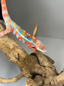 AMBILOBE Male Panther Chameleon: (J3)