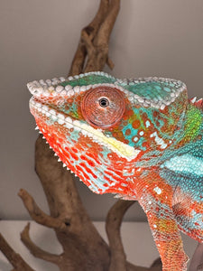 AMBILOBE Panther Chameleon: (B3)