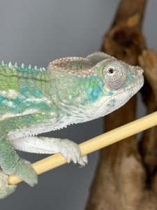 AMBILOBE Panther Chameleon male: (E25)