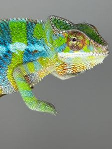 AMBILOBE Panther Chameleon: (E12)