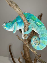 Load image into Gallery viewer, Ambilobe Panther Chameleon (E20)
