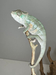 AMBILOBE Panther Chameleon: (E7)