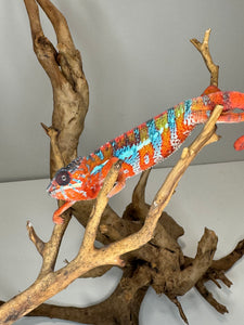 AMBILOBE Panther Chameleon: (E16)