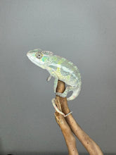 Load image into Gallery viewer, SAMBAVA Panther Chameleon: (E23)
