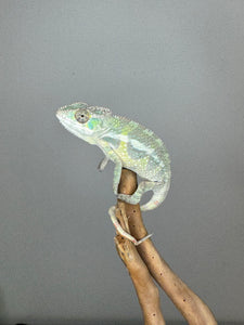 SAMBAVA Panther Chameleon: (E23)