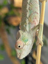 Load image into Gallery viewer, AMBILOBE Panther Chameleon: Sam x Georgia (R6)
