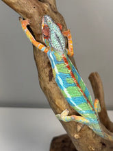 Load image into Gallery viewer, AMBILOBE Panther Chameleon: (J1)
