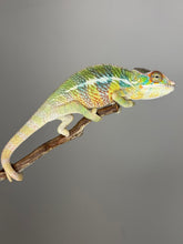 Load image into Gallery viewer, AMBILOBE Panther Chameleon: (E6)
