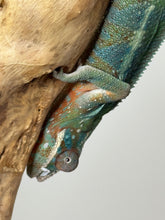 Load image into Gallery viewer, AMBILOBE Panther Chameleon: (J3)
