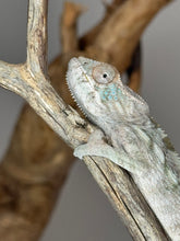 Load image into Gallery viewer, AMBILOBE FEMALE Panther Chameleon: 🚺 (Q19)
