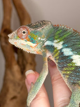 Load image into Gallery viewer, AMBILOBE Panther Chameleon: (E11)
