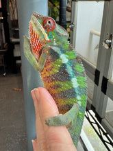 Load image into Gallery viewer, AMILOBE Panther Chameleon: (E32)
