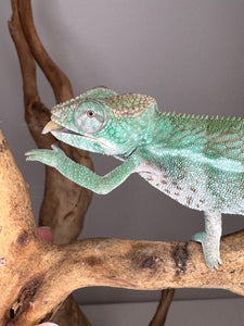 AMBANJA Panther Chameleon: (E22)