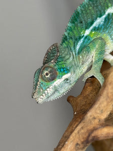 SAMBAVA Panther Chameleon: (E19)