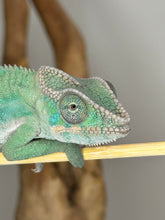 Load image into Gallery viewer, AMBILOBE Male Panther Chameleon: (E24)
