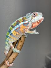 Load image into Gallery viewer, AMBILOBE Panther Chameleon: (J3)

