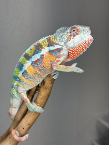 AMBILOBE Panther Chameleon: (J3)