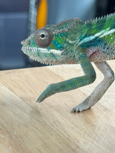 Load image into Gallery viewer, AMBILOBE Panther Chameleon: Frank x Sandy (C5)
