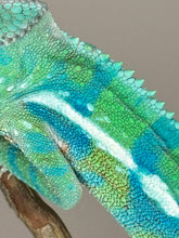 Load image into Gallery viewer, AMBANJA Panther Chameleon: (E21)
