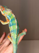 Load image into Gallery viewer, Ambilobe Panther Chameleon – Male | Flash Jr. × Aslan Clutchmate Holdback | E3
