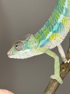 AMBILOBE Panther Chameleon: (E1)