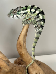 SAMBAVA Panther Chameleon: (E11)