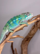 Load image into Gallery viewer, AMBILOBE Panther Chameleon: (E22)
