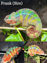 Load image into Gallery viewer, AMBILOBE Panther Chameleon: Frank x Sandy (Q7)
