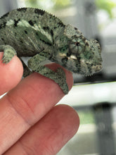 Load image into Gallery viewer, ANKILOBE Panther Chameleon: Ankify x Ambilobe (Q8)
