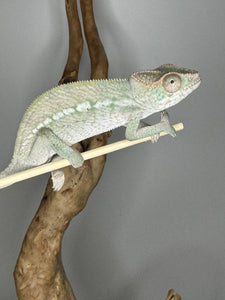 AMBILOBE FEMALE Panther Chameleon: 🚺 (E11)