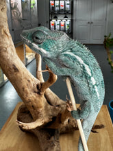 Load image into Gallery viewer, AMBILOBE Panther Chameleon: Frank x Sandy (E10)
