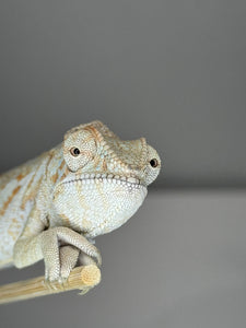 AMBANJA  FEMALE Panther Chameleon: 🚺 (R1)