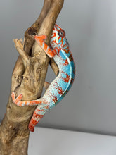 Load image into Gallery viewer, AMILOBE Panther Chameleon: (J1)
