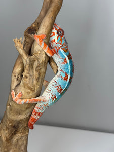 AMILOBE Panther Chameleon: (J1)