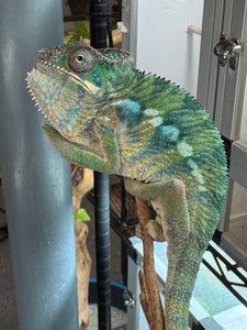 AMBILOBE Panther Chameleon: (E10)