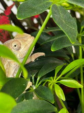 Load image into Gallery viewer, AMBILOBE male panther chameleon: Flash x Opal (R5)
