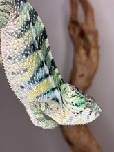 Load image into Gallery viewer, AMBILOBE Panther Chameleon: (E5)

