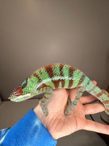 AMBANJA Panther Chameleon: (J8)