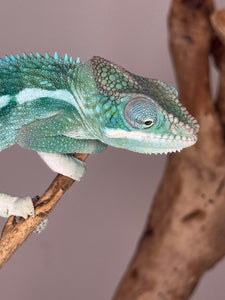 SURPRISE! Panther Chameleon: (E24)