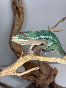 AMBILOBE Panther Chameleon: (J3)