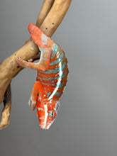 Load image into Gallery viewer, AMILOBE Panther Chameleon: (J7)
