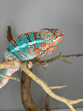 Load image into Gallery viewer, AMBILOBE Panther Chameleon: (K1)
